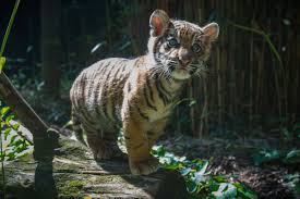 Enjoy archived footage of bai yun and xiao liwu at the san diego zoo recorded from january through april 2019. Zoo S Tiger Cub Transferred To San Diego Zoo Safari Park Smithsonian S National Zoo