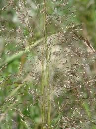 Image result for Deschampsia cespitosa