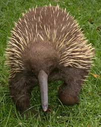 The Beak Of The Long Beaked Echidna Has Electro Receptors That Are Thought To Help The Animals Dete Australia Animals Weird Looking Animals Prehistoric Animals