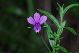 Image result for Monopsis decipiens