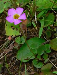 Image result for Oxalis obliquifolia
