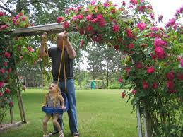 Maybe you would like to learn more about one of these? Climbing Rose Bushes 567000 Ask Extension