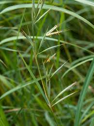 Image result for Hyparrhenia