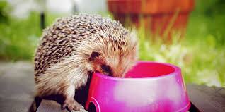 Sie soll den arbeitnehmer für den verlust seines jobs entschädigen und im zuge dessen einen gewissen. Igel Im Garten Was Tun Bei Stacheligem Besuch