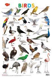 Animals Wall Chart Hello Book Mine In 2021 Learning English For Kids English Activities For Kids Bird Types
