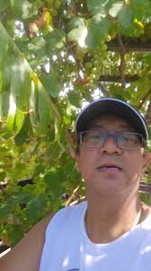 Fresh from the vine green grapes 🫶❤️