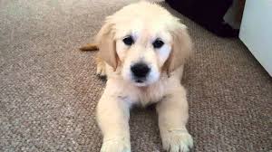 Fluffy golden retriever white puppy. Fluffy 8 Week Old Golden Retriever Puppy Youtube