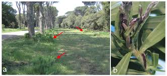 Image result for Lobesia botrana grapevine