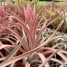 Image result for Trichilia capitata