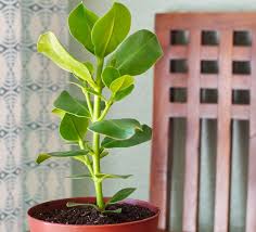 Image result for Pimpinella buchananii