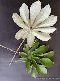 Image result for Cecropia pachystachya