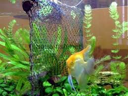 Pin On Aquarium Ideas