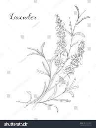 Vector Sketch Lavender Illustration Beautiful Boquet Of Flowers Doodle Line Art Ad Affiliate Illustrat Flower Sketches Lavender Flowers Plant Sketches