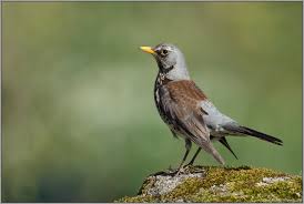 Maybe you would like to learn more about one of these? Aufgeregt Wacholderdrossel Turdus Pilaris