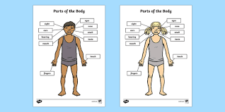 Muscles that move the pectoral girdle red: Free Senses Body Parts Worksheet Pdf Labelling Activity Ourselves