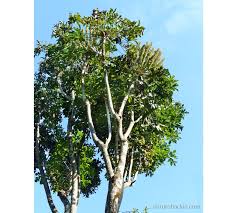 Image result for Cussonia natalensis