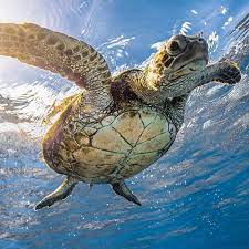 355 Likes 3 Comments Turtles Of World Turtlesofworld On Instagram Flying By Like The Weekend Cre Nakedhawaii Sea Turtle Art Ocean Animals Sea Turtle