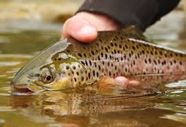 Soque river, toccoa river, chestatee river fish: Mountain Gold Georgia Trout Fishing For Browns Bows Even