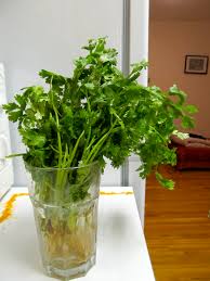 Maybe you would like to learn more about one of these? Tip How To Store Cilantro Coriander Leaves Pursuit Of Food