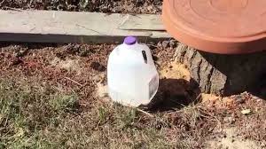 Add the sugar and shake the liquid until the sugar dissolves completely. My Milk Jug Yellow Jacket Trap Youtube