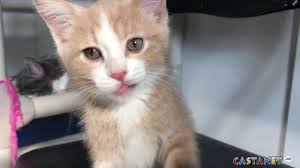 Kittens Having Trouble Breathing Youtube