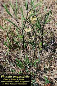 Image result for Physalis viscosa