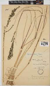 Image result for Trichoneura grandiglumis