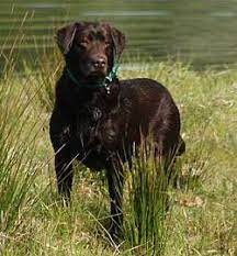Akc labrador retrievers in oregon has 3,012 members. Labrador Retrievers And Puppies In Oregon