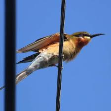 Image result for Philenoptera bussei