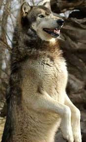 Beautiful Black And Brown Wolf Pin By Dog Funny Stuffs On Mes Amis Les Loups Wolf Spirit Wolf Husky Beautiful Wolves