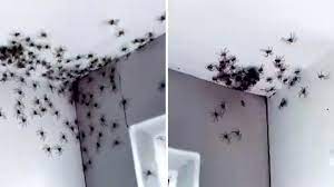 Kontinent gibt es das gift wirkt, wenn überhaupt, sehr langsam über tage und ein australischer arzt rät oft als. Spinnen Invasion Hunderte Riesenkrabbenspinnen Krabbeln In Zimmer Von Teenager Stern De