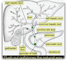How To Flush Out Gallstones Liver Anatomy Diagnostic Medical Sonography Medical Anatomy