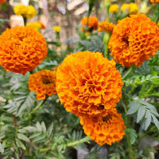 Image result for Tagetes erecta