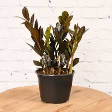 Image result for Rhigozum zambesiacum