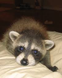 This parasitic worm can and does infect humans. Pet Raccoon Is It Legal Are They For Sale Humane Raccoon Removal