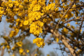 Image result for Rhigozum zambesiacum