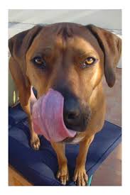 Feeding my dog high quality food has been quite a. Leerburg Honest Kitchen Dehydrated Dog Food