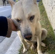 The puppy lay in the dirt, barely breathing. His ribs poked through his  skin like twigs. I couldn't stop crying when I saw him, his tiny body  trembling in the cold. He