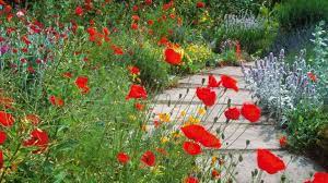 Most poppies will send up several rounds of flowers even some of the most popular annual poppies to grow from seed are breadseed or opium poppies (papaver somniferum), corn poppy or (papaver. How To Grow Poppies Top Tips On Growing And Caring For These Stunning Blooms Gardeningetc
