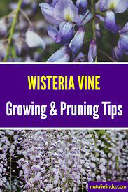 Wisteria How To Grow This Deliciously Fragrant And Gorgeous Flowering Vine Natalie Linda Wisteria How To Grow Wisteria Plant Flowering Vines