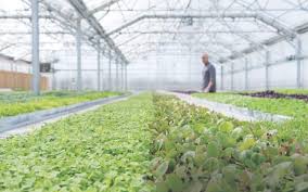 Check spelling or type a new query. How To Start A Microgreens Business A Detailed Review Gardening Heavn