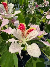 Image result for Bauhinia macrantha
