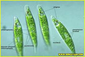 Klasifikasi Protista Mirip Tumbuhan Pengayaan Com