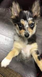 Pomsky For Sale Near Me Craigslist - Pets Lovers