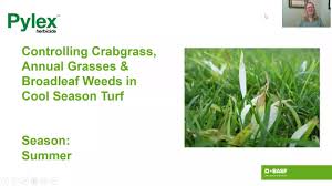 And just like other works of the devil like poa annua and nimblewill you may work with sod cutting or whatever chemical methods to get rid of it, only to find out later that there was more of it. Pylex Herbicide Basf Turfgrass Turf Grass Care Products