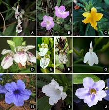 Image result for Acanthaceae