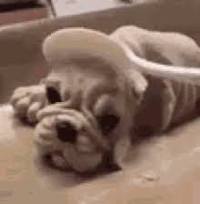 Find funny gifs, cute gifs, reaction gifs and more. Fat Dog Gifs Tenor