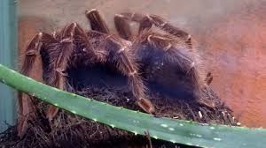Die brasilianische riesenvogelspinne stammt wie der name schon sagt aus südamerika. Brasilianische Riesenvogelspinne Fotos 2 Medienwerkstatt Wissen C 2006 2021 Medienwerkstatt