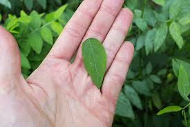 In english there was thou for a friendly you and you for a formal/polite you. Sauropus Androgynus Iplantz