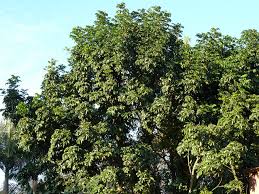 Image result for Balthasaria